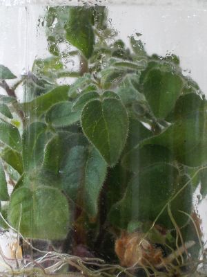 Obr. 1 Rostliny rodu Solanum kultivované in vitro pro izolaci protoplastů