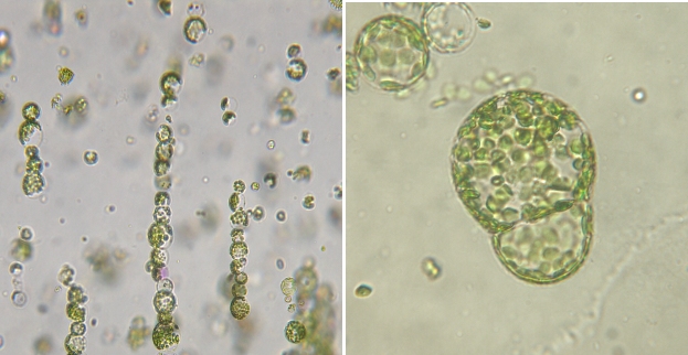 Obr. 4 Příklad fúze protoplastů - vlevo aplikace AC pole, vpravo aplikace DC pulsu