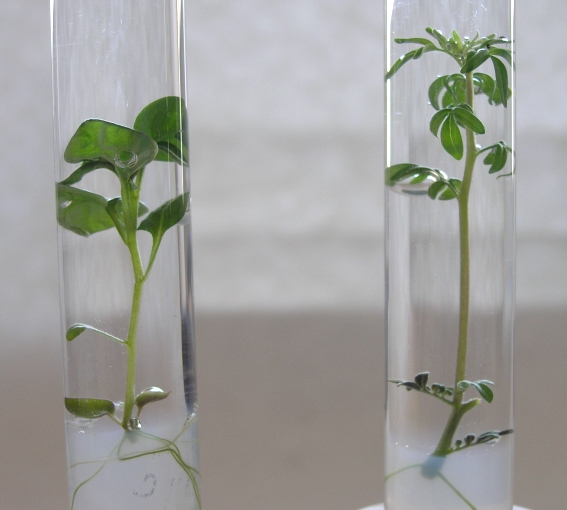 Obr. 1 Rostliny rodu Solanum kultivované in vitro pro přípravu nodálních segmentů - vlevo dihaploidní S. tuberosum, vpravo S. pinnatisectum.