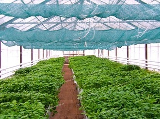 Výsadba řízků ve skleníku