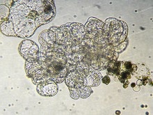 Mikrokalus protoplstového původu