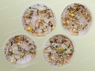 Mikrohlízky in vitro