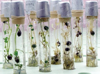 Tuberizující rostliny in vitro