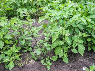 Lilek černý (Solanum nigrum L.) v bramborách